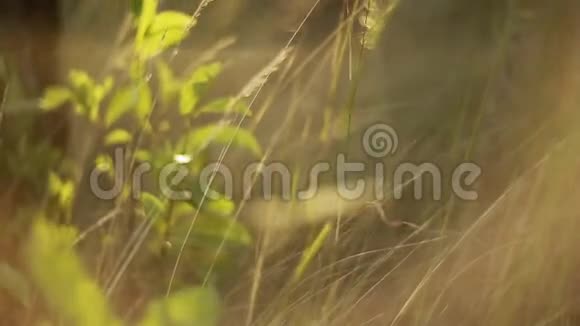 草草自然视频的预览图