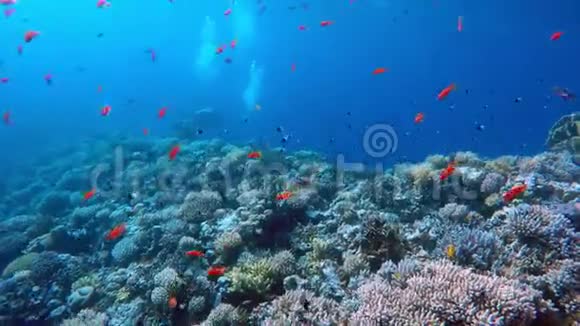 埃及达哈布在红海潜水视频的预览图