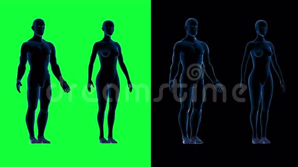 人体男性女性身体扫描绿色屏幕4k视频的预览图