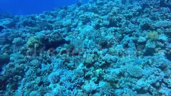 埃及达哈布在红海潜水视频的预览图