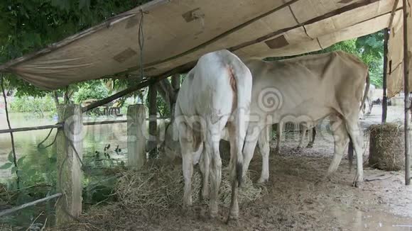 动物奶牛柬埔寨视频的预览图