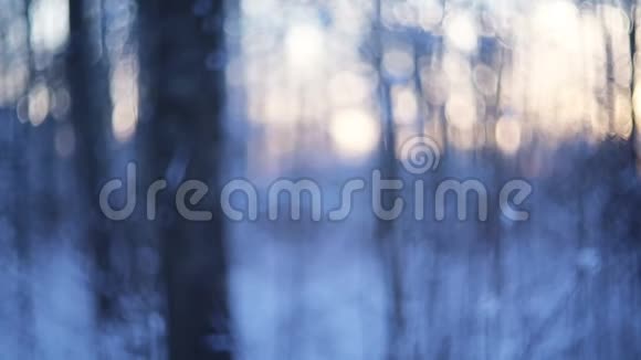 冬天的森林在雪地里视频的预览图