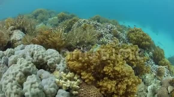 巴布亚新几内亚五颜六色的珊瑚视频的预览图