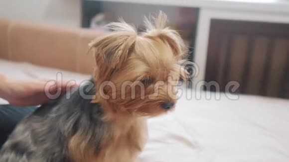 女人刷她的狗生活方式狗搞笑视频女孩梳一点毛茸茸的狗宠物护理使用梳子的女人视频的预览图