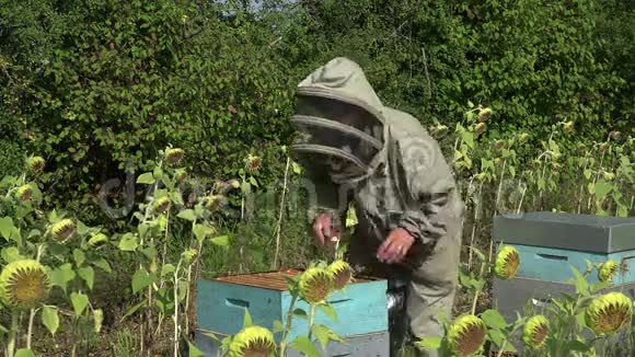养蜂人拿出一个框架视频的预览图