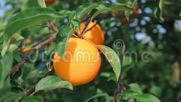 枝上的橘子视频的预览图