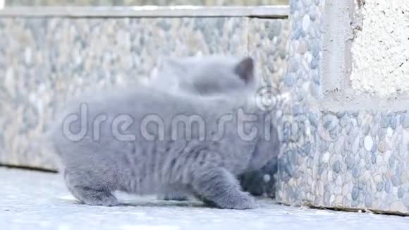 英国小猫在户外玩耍视频的预览图