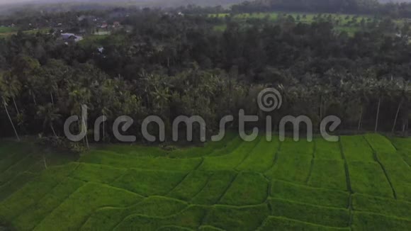 水稻种植梯田亚洲农业视频的预览图
