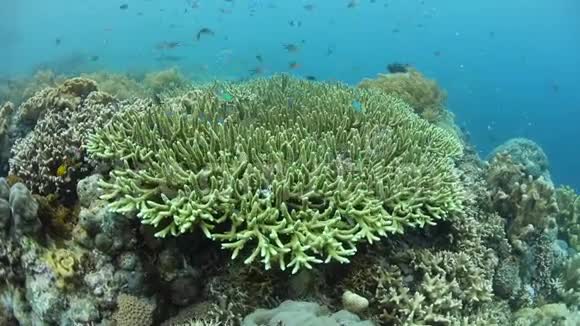 巴布亚新几内亚五颜六色的鱼和珊瑚视频的预览图