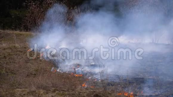 森林里的火燃烧干草树木灌木和干草堆与烟雾慢动作视频的预览图