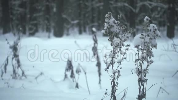 冬天在森林里下雪视频的预览图