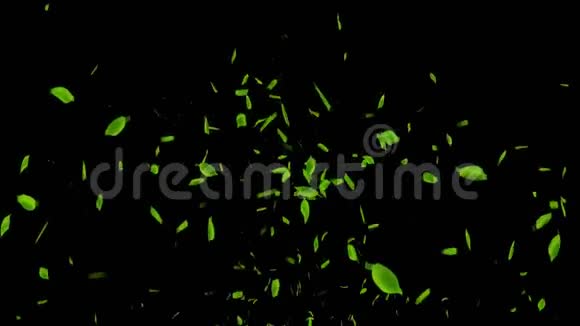 新鲜的绿叶落在黑色的背景上CG叶纸屑循环动画视频的预览图