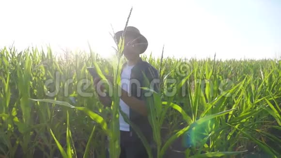 智慧农业慢动作视频概念农学家在玉米地里拿着平板电脑正在研究视频的预览图