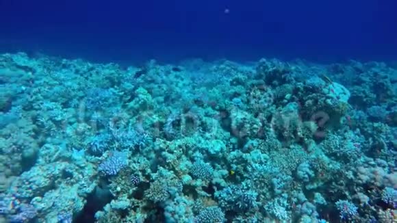 埃及达哈布在红海潜水视频的预览图