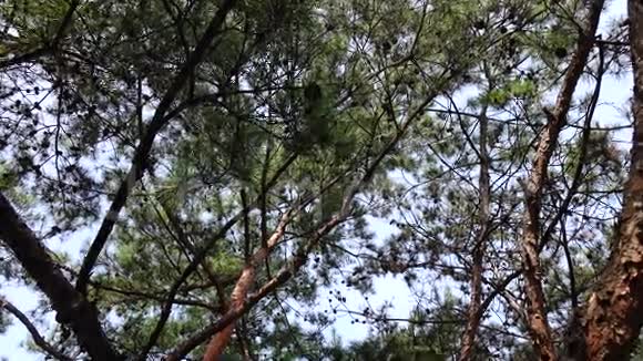 森林中的松树视频的预览图