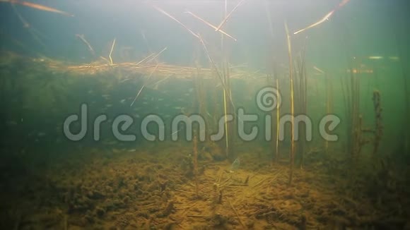湖的水下景色视频的预览图