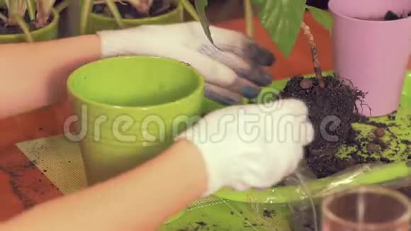 漂亮的女手戴着白色的布手套会用一种家庭植物在锅里冲洗土壤组成住宅植物视频的预览图