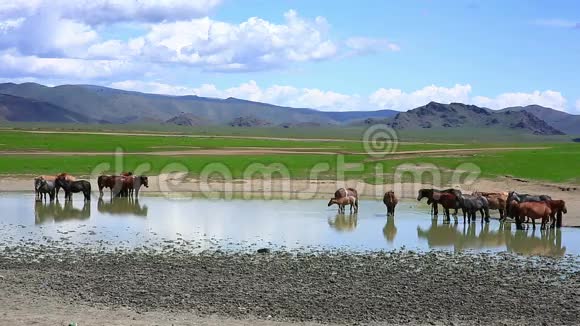 蒙古马在辽阔的草原上蒙古视频的预览图