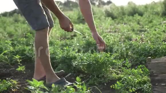 戴帽子的农夫用刀子在有机生态农场上收割新鲜的欧芹视频的预览图