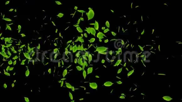 新鲜的绿叶落在黑色的背景上CG叶纸屑循环动画视频的预览图