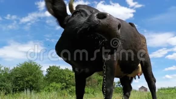 美丽的黑牛在草地上放牧在天空背景上闻到相机的味道慢动作视频的预览图
