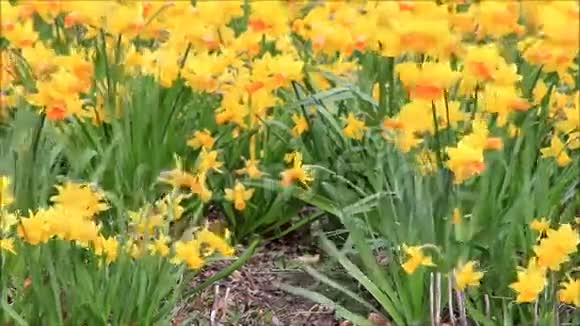 春天的黄色水仙花视频的预览图