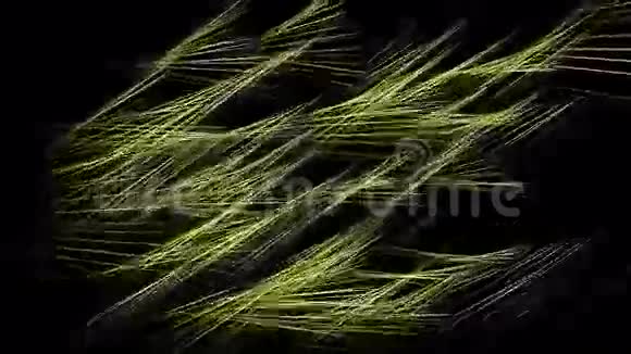摘要干草堆纤维草杂草枝条植物水稻收获视频的预览图