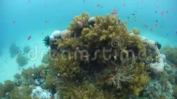 巴布亚新几内亚五颜六色的珊瑚礁鱼类和珊瑚视频的预览图