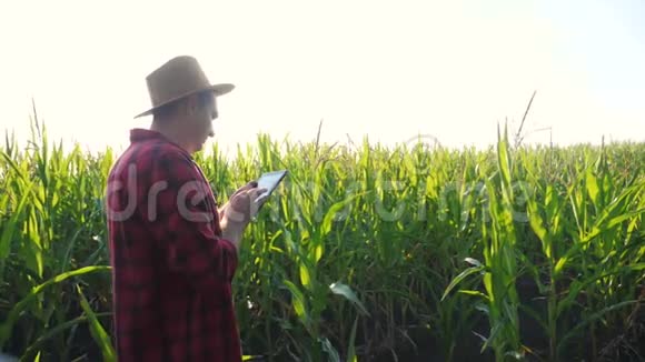 智慧农耕概念慢动作视频男子农艺师持有平板触摸生活方式垫电脑在玉米地是视频的预览图