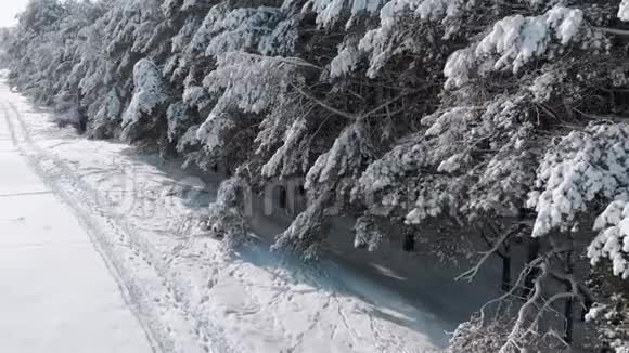 阳光明媚的冬季松林和雪道的鸟瞰图视频的预览图