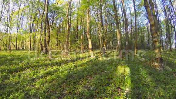 森林时间推移春天的时候视频的预览图