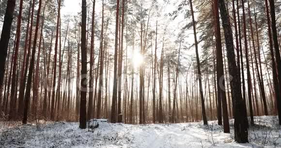 美丽的日落日出阳光在阳光明媚的冬天雪松林视频的预览图