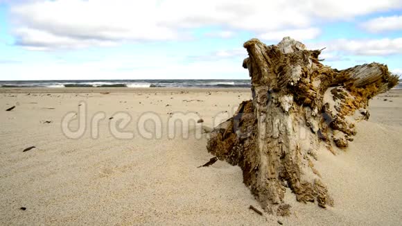 波罗的海海滩的漂流木视频的预览图