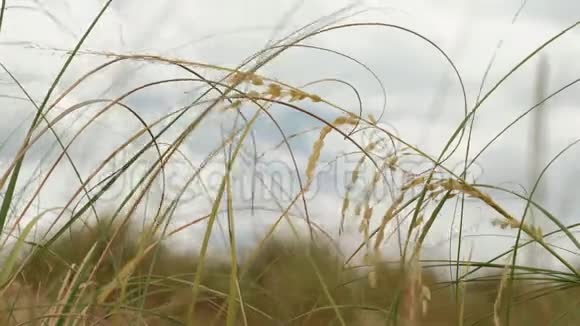 迈阿密海滩自然视频视频的预览图