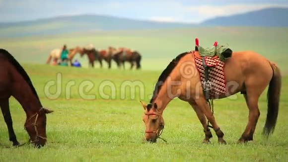 蒙古马在辽阔的草原上蒙古视频的预览图