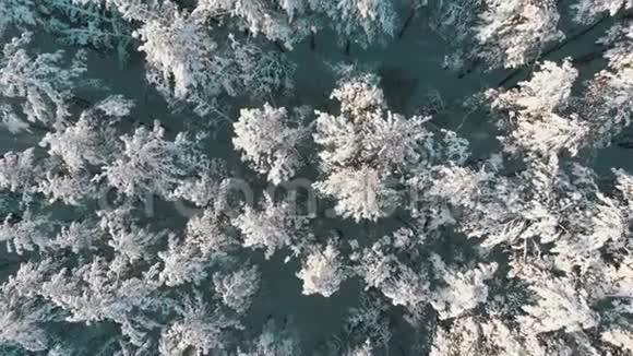 在阳光明媚的一天飞越一个白雪皑皑的冬季森林视频的预览图