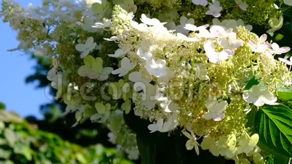夏日盛开的美丽花朵视频的预览图