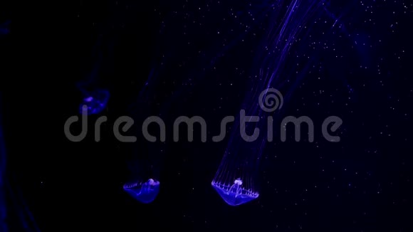 特写水母美杜莎在鱼缸里用霓虹灯水母是一种自由游动的海洋腔肠带有果冻状的钟或视频的预览图