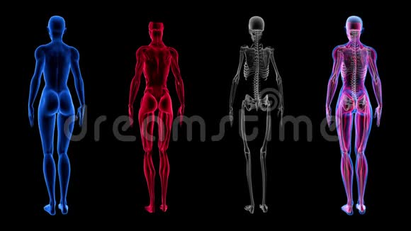 人类女性解剖三维动画生物科学技术视频的预览图