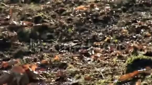 森林里的苔藓视频的预览图