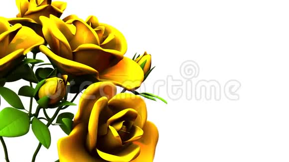白色文本空间上的黄色玫瑰花束视频的预览图