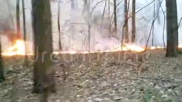森林火灾视频的预览图