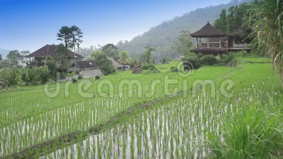 观山水稻梯田农民住宅印度尼西亚巴厘UHD4K视频的预览图