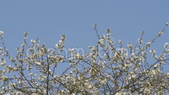 春天的花园正在盛开有花的树枝视频的预览图