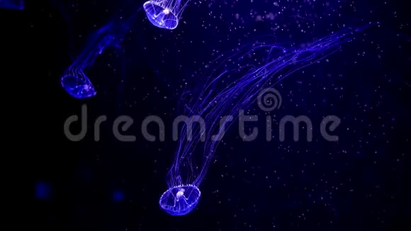 特写水母美杜莎在鱼缸里用霓虹灯水母是一种自由游动的海洋腔肠带有果冻状的钟或视频的预览图