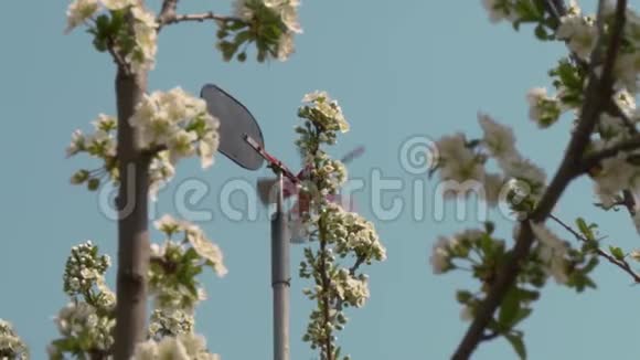 春天的花园正在盛开有花的树枝视频的预览图