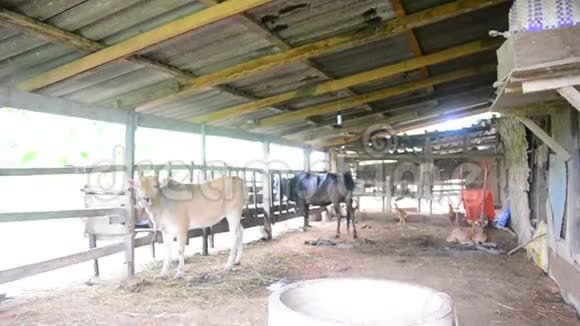 泰国南部法塔隆省的农业奶牛场视频的预览图