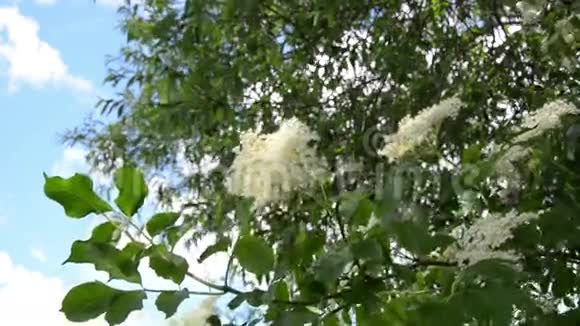 白灌木盛开视频的预览图