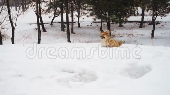 冬天的时候一只可爱的小狗在户外散步视频的预览图