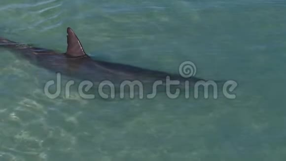 海豚水下射击视频的预览图